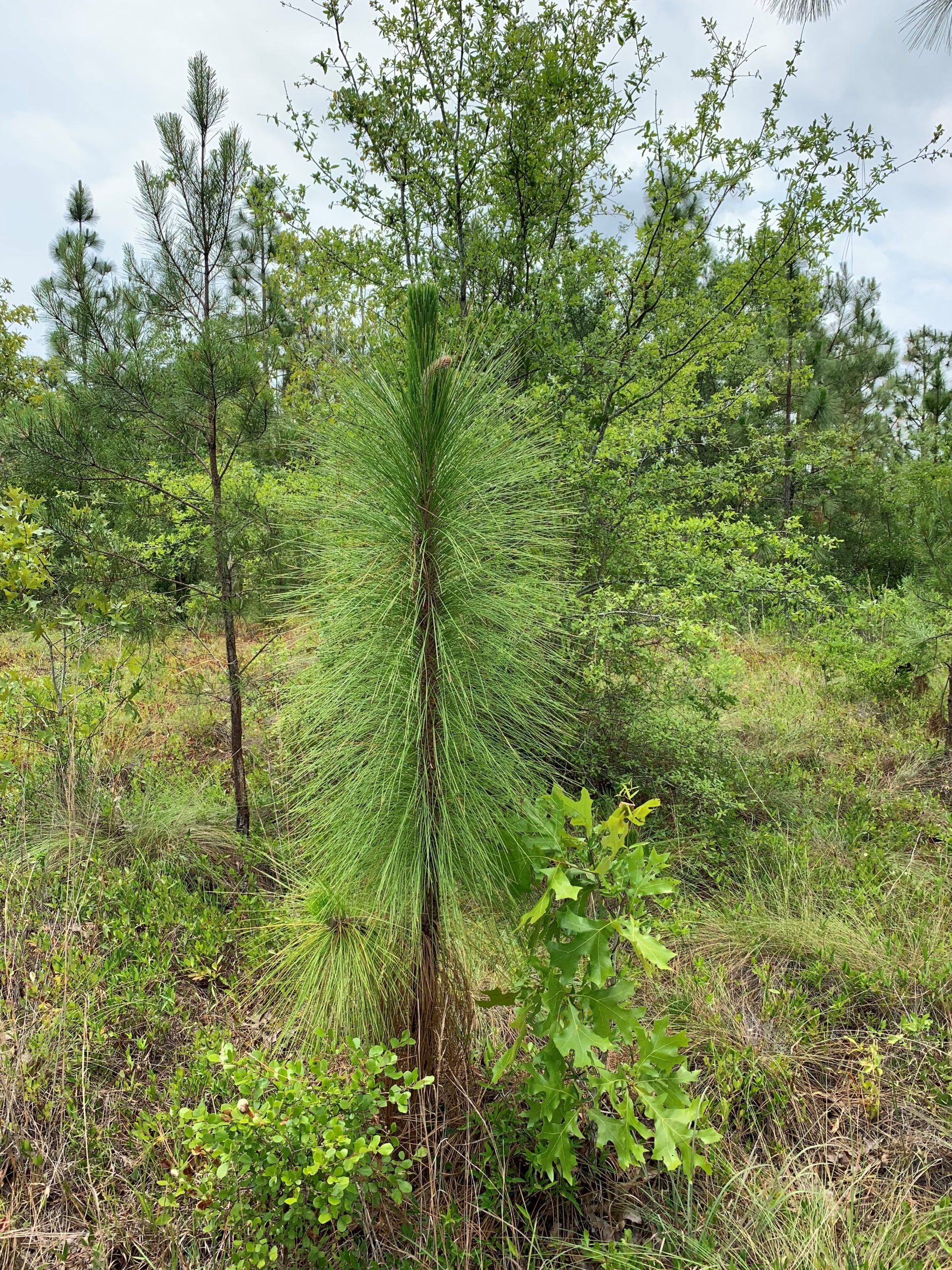 green pine needles expand from a dark brown thin trunk with many other trees surrounding the main focal one
