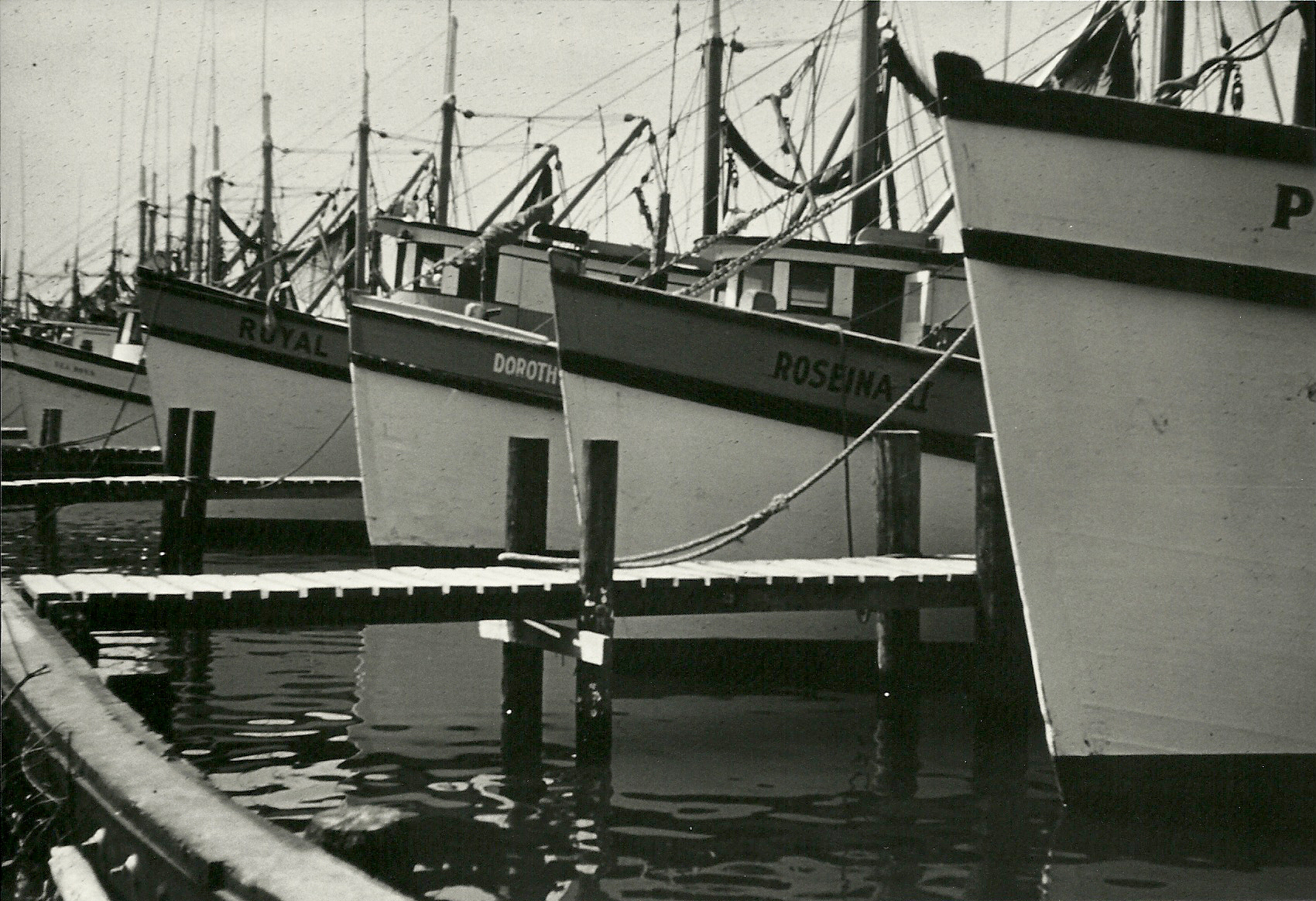 The hulls of 5 shrimp trawlers docked in the Southport Yacht Basin in the early 1950s
